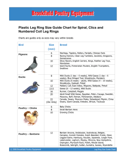 Band Size Guide Chart - Brookfield Poultry