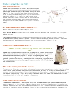 Diabetes Mellitus in Cats - Weston Veterinary Clinic