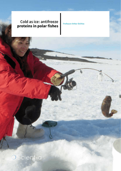 Cold as ice: antifreeze proteins in polar fishes