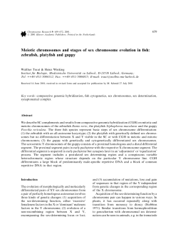 Meiotic chromosomes and stages of sex chromosome evolution in