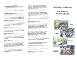 Matthies Park - Beacon Falls