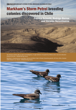 feature markham`s storm petrel breeding