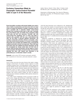 Excitatory Connections Made by Presynaptic