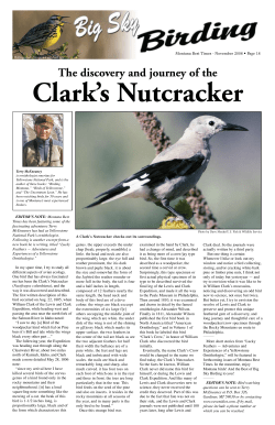 The Discovery and Journey of the Clark`s Nutcracker
