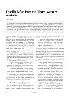 Fossil jellyfish from the Pilbara, Western australia