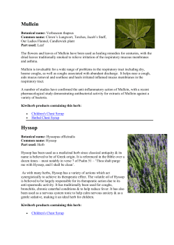 Mullein Hyssop