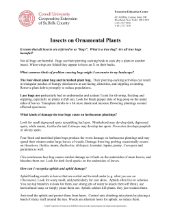 Insects on Ornamental Plants
