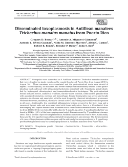 Disseminated toxoplasmosis in Antillean manatees Trichechus