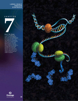 Large-Scale Protein Synthesis