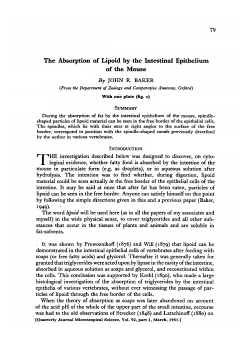 The Absorption of Lipoid by the Intestinal Epithelium of the Mouse