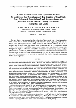 The Selection of Small Cells from Cultures
