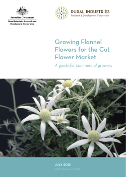 Growing Flannel Flowers Commercially