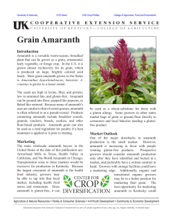 Grain Amaranth - University of Kentucky
