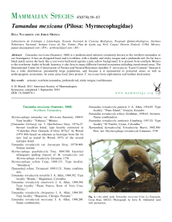 Tamandua mexicana (Pilosa: Myrmecophagidae)