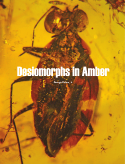 Desiomorphs in Amber