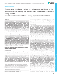 Comparative limb bone loading in the humerus and femur of the