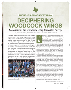 Deciphering Woodcock Wings