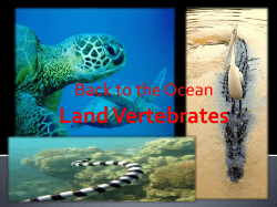 Land Vertebrates - Cy-Fair Aquatic Science
