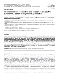 pollen during in vitro germination