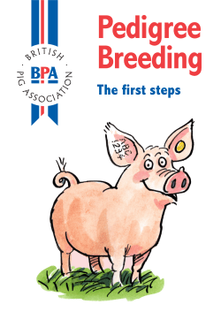 The first steps - The British Pig Association