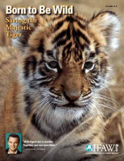 Born to Be Wild Saving the Majestic Tiger