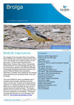 Brolga - Birdlife Australia