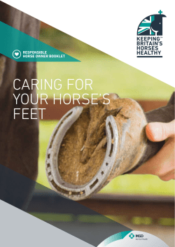 caring for your horse`s feet - Keeping Britains Horses Healthy