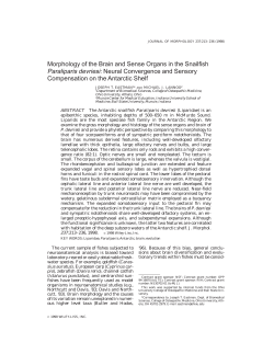 Morphology of the Brain and Sense Organs in the Snailfish