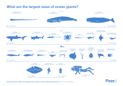What are the largest sizes of ocean giants?