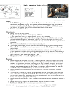 Rocky Mountain Bighorn Sheep