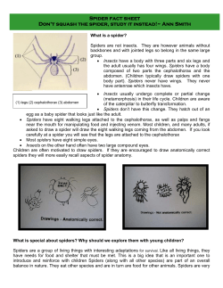 Green beginnings - Environmental Education in Early Childhood
