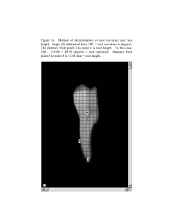 Figure 1a. Method of determination of root curvature and root length