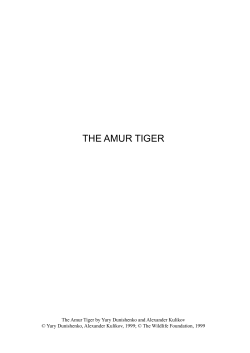 The Amur Tiger