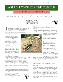 asian longhorned beetle