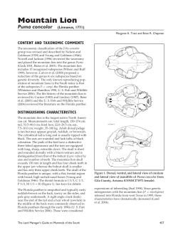 Mountain lion, Puma concolor