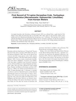 First Record of Tri-spine Horseshoe Crab, Tachypleus