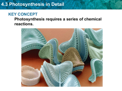 4.3 Photosynthesis in Detail
