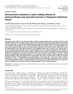 Dorsoventral variations in dark chilling effects on photosynthesis