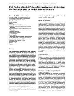 Fish Perform Spatial Pattern Recognition and Abstraction by