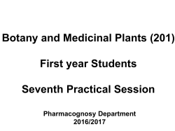 Digitalis Leaf Morphology