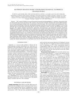 bothrops moojeni snake venom-induced renal glomeruli changes in