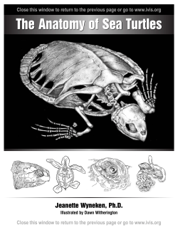 Species Identification in The Anatomy of Sea Turtles