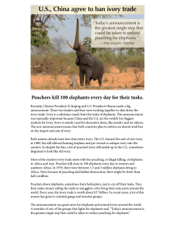 Poachers kill 100 elephants every day for their tusks.