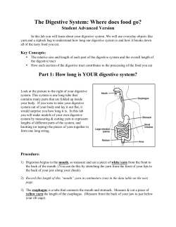 The Digestive System: Where does food go?