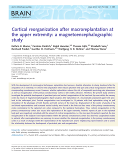 Cortical reorganization after macroreplantation at the upper