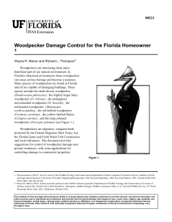 Woodpecker Damage Control for the Florida Homeowner 1