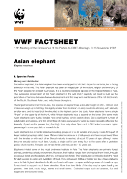 1506 Asian Elephants Fact/cliff