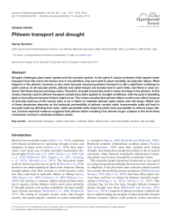 Phloem transport and drought - Oxford Academic