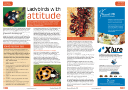 Ladybirds with attitude