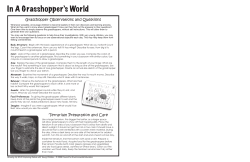 In A Grasshopper`s World
